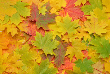 Naklejka na ściany i meble Photo of autumn colorful fall maple leaves