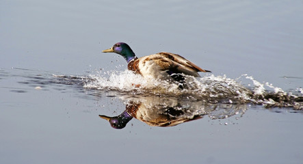 Mallard drake splashes down into natural Wetlands