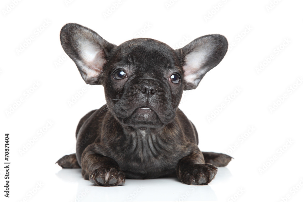 Wall mural french bulldog puppy