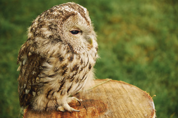 Owl