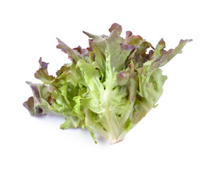 fresh red  lettuce leaves isolated on white