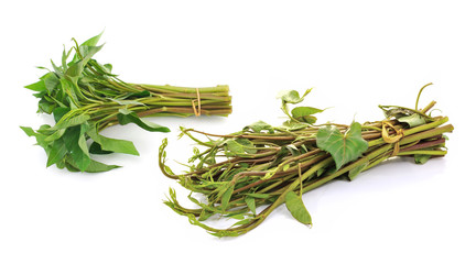 Morning glory isolated over white background