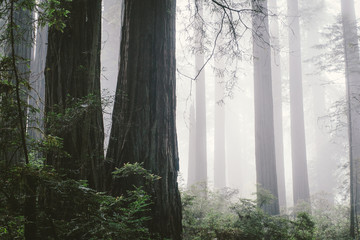 Foggy redwood forest in North Coast