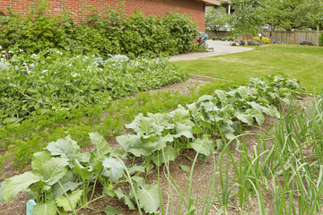 Fototapeta na wymiar Backyard garden bed with growing green onion and other cultures