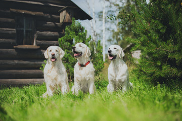 Golden Retriever in the village
