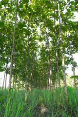 Teak trees planted close together in a line, common in Thailand.