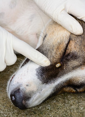 human hands is pointing  an adult  tick  hanging by  the dog's e