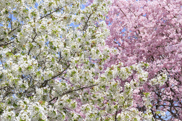 哲学の道の満開の桜