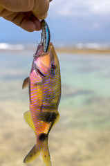 オジサンという魚