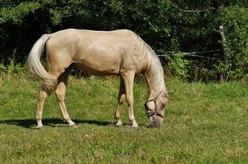 Naklejka na ściany i meble Horse on a farm in a summer meadow