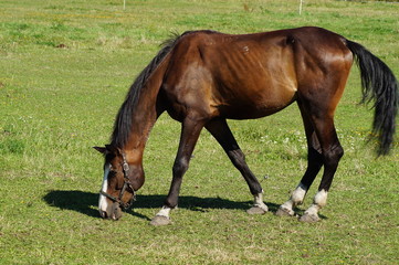 Fototapeta premium Horse on a farm in a summer meadow