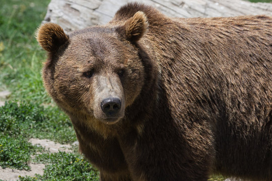 grizzly portrait