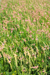 Beautiful wild flowers in the field