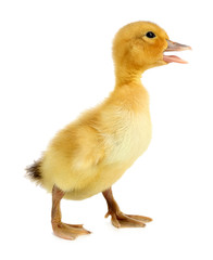 Little cute duckling isolated on white