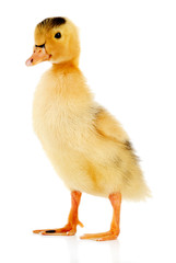 Fototapeta premium Little cute duckling isolated on white