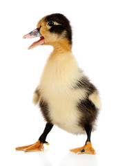 Little cute duckling isolated on white