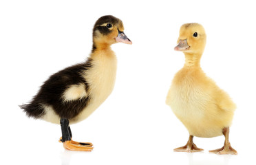 Little cute ducklings isolated on white
