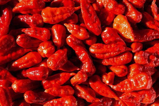 Mehrere rote Naga Jolokia ohne Stil