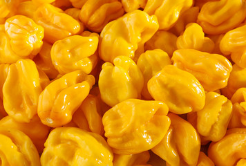 Mehrere gelbe Habaneros