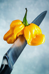 Gelbe Zwillings Habanero auf ein Küchenmesser