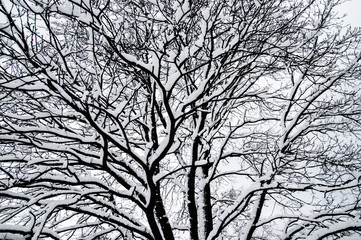 Fototapeta premium Winter tree