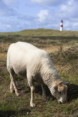 Schaf mit Leuchtturm am Ellenbogen auf Sylt