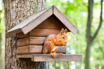 L& 39 écureuil sauvage mange dans sa maison