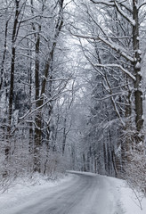 Winter country road