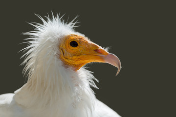 Schmutzgeier, Egyptian vulture, Neophron percnopterus
