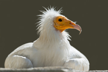 Schmutzgeier, Egyptian vulture, Neophron percnopterus