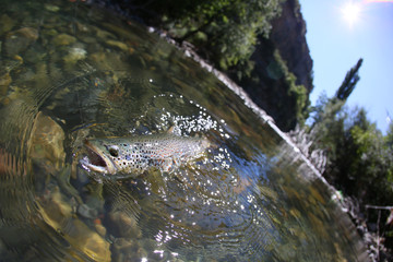 Closeup of fario trout being caught in river