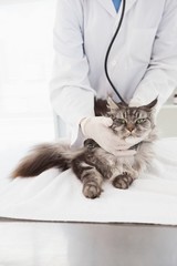 Veterinarian examining a grey cat