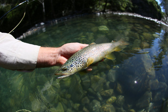Closeup of fario trout in fisherman's hand