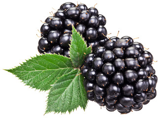 Blackberries with leaves isolated over white.