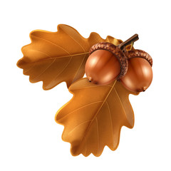 Oak branch with acorns, vector illustration