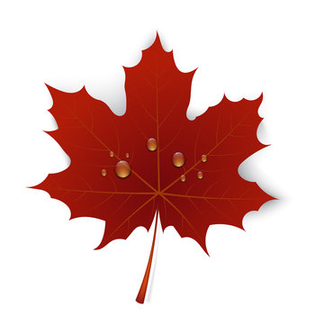 Red maple leaf with drops of water on a white background