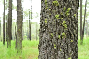 pine forest in mountain,Thailand