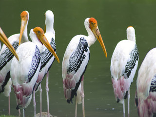 Painted Stork under Rain.