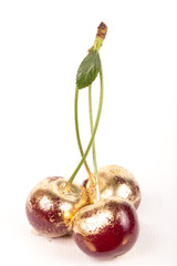 Gold cherry in white background 