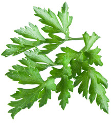 Green parsley isolated on a white.