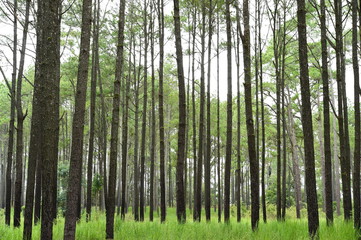 pine forest in mountain,Thailand