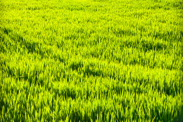 rice plantation