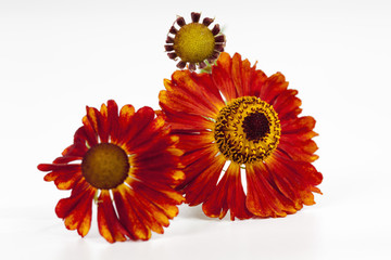 Sonnenbraut (Helenium), weisser Hintergrund