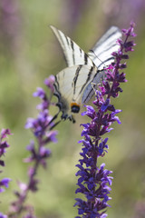 Podalirius on a wild summer sage