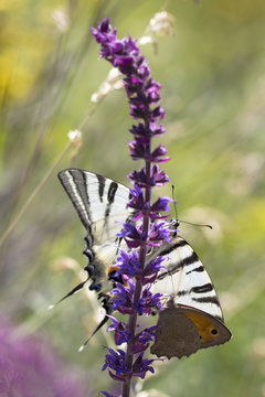 butterflys Podalirius and Coenonympha on a wild summer sage