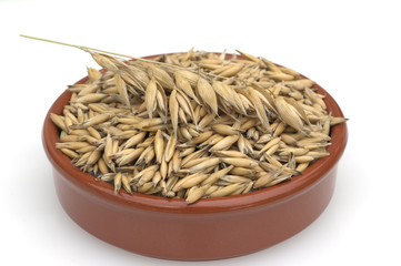 Hafer; Avena, sativa; Haferkorn;