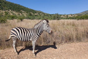 Fototapeta na wymiar Burchell´s Zebra in Pilanesberg National Park