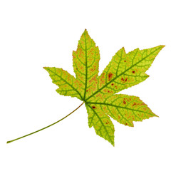 colorful autumn leaf I