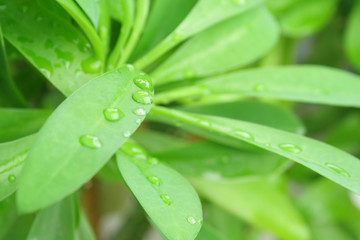 Green Foliage and rain drops