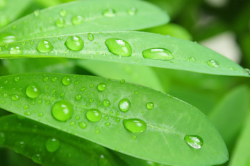 Green Foliage and rain drops